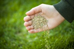 Grass & Forage Seeds