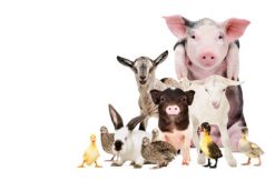 Other Animals