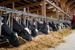 Cattle
