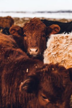 Animal Welfare